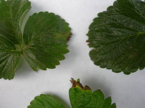 Photo 5: Dead tips of young strawberry leaves associated with calcium deficiency.  Photo Mark Bolda, UCCE.