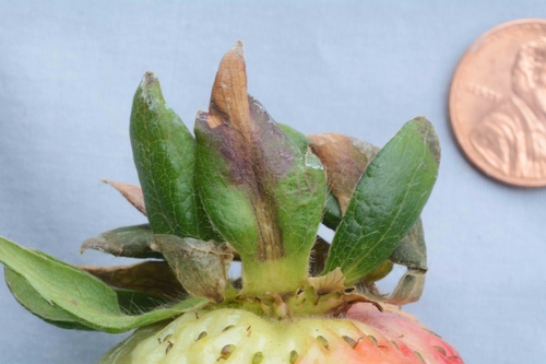 Photo 1: Zythia on strawberry fruit calyx.  Photo Steven Koike, UCCE.