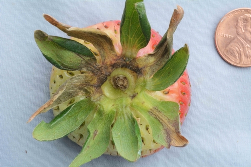 Photo 2: Zythia on strawberry fruit calyx.  Photo Steven Koike, UCCE.