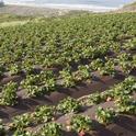 The newest organic fresh market strawberry cost and return study is now available from UCCE.