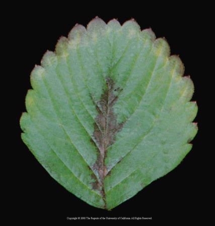 Leaflet of potassium-deficient strawberry; note the darkening at the margins which can eventually lead to necrosis. Darkening may develop along the midvein, near the base of the leaflet. Photo from 