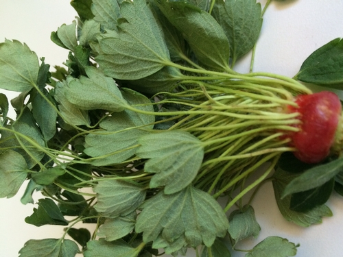 Figure 1. Non-infectious phyllody of strawberry fruit. Photo courtesy Thom Flewell.