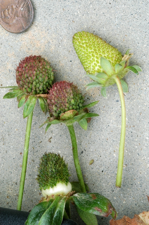 Figure 2. Phyllody and other fruit distortions caused by phytoplasma infection (normal fruit on right). Photo courtesy Steven Koike, UCCE.
