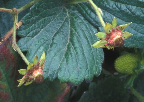 Figure 4. Fruit distortions caused by phytoplasma infection.  Photo courtesy Steven Koike, UCCE.