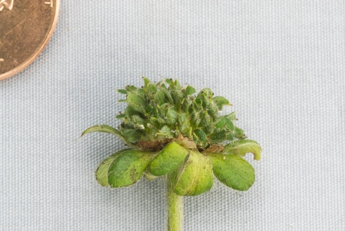 Figure 5. Phyllody caused by phytoplasma infection. Photo courtesy Steven Koike, UCCE.