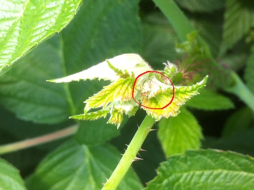Lygus (circled in red) nestled in the very point of the growing raspberry.