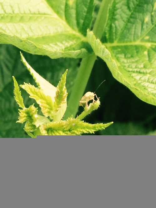 Lygus climbing out of its feeding spot in and resting on an aborted growing point in raspberry.  Photo courtesy Nazario.