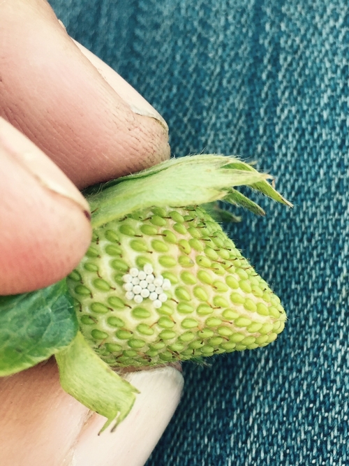 Stink bug eggs on strawberry fruit. Not brown marmorated stink bug, since the clutch isn't even close to 25 eggs.  Photo contributed by Hector Mariscal.