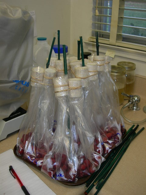 30 raspberry fruit are collected into each plastic bag to incubate out SWD.  Note the vented tube at the top of each bag to provide air exchange.  Green sticks are to keep bags upright.