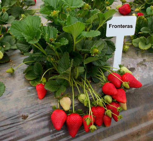 Strawberry variety 'Fronteras'. Photo courtesy Doug Shaw.