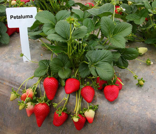 'Petaluma' variety strawberry.  Photo courtesy Doug Shaw.