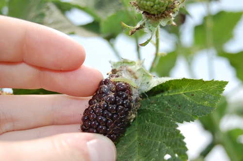 Webbing typical of leafroller infestation in blackberry, in this case together with a larva.
