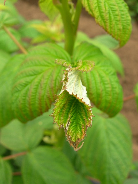 Classic leafroller infestation of raspberry leaf; leaf edges curled up and webbed together.