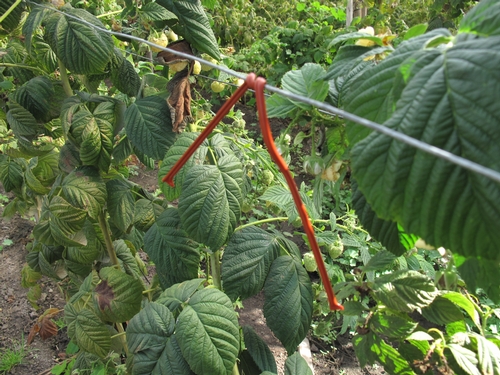 Twist tie on wire of caneberry hedgerow. Note that while the tie in the photo has been wrapped around twice, even more times are recommended if operations such as pruning or cane adjustment are in the offing.