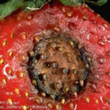 What do the experts really think about the situation of anthracnose on strawberry this fall?