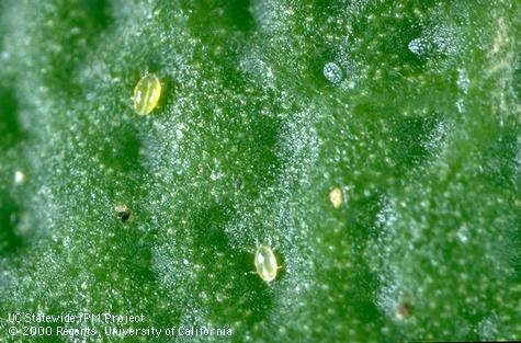 Broad mite on citrus.  Note the distinct dimples on the eggs in the upper right hand corner of the photo.  Photo UC IPM.