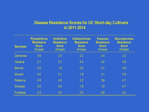 Figure 2: Disease Resistance Comparison of Six UC Short Day Cultivars 2011-2014