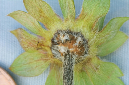 Strawberry blossom infected with C. acutatum.  Photo, Steven Koike, UCCE.