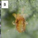 (A) Two spotted spider mite, (B) diapausing twospotted spider mite and (C) carmine spider mite.  Photo courtesy Shimat Joseph, UCCE.