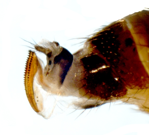 Ovipositor (egg laying organ) of female spotted wing drosophila.  Note dark serrations of edge of ovipositor.  In nature, on a living fly, the ovipositor is held tight against the abdomen, but with serrations still fairly visible.