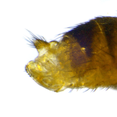 Less pronounced ovipositor of non economic (non damaging) species Drosophila simulans. 
Subsequently, this species is not able to lay eggs in the firmer flesh of pre-harvest fruit.