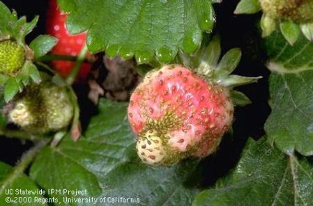 Figure 2: Catfacing of strawberry fruit.