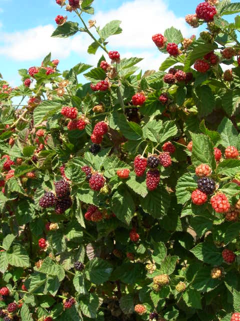 Ollalieberries the way they used to be - good plant vigor with big, delicious fruit.