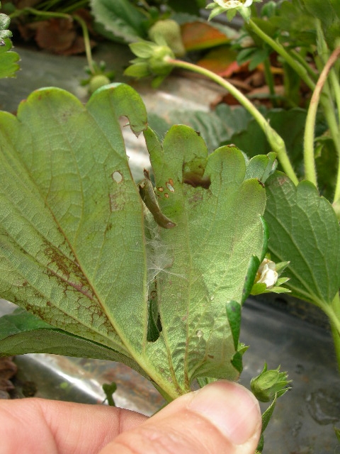 Webbing typical of leafrollers on underside of leaves.