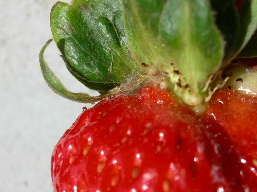Probable leafroller feeding on strawberry fruit; some evidence of feeding along with webbing.  This pest seems to unfortunately be attracted to the area right under the calyx, making it difficult to detect.