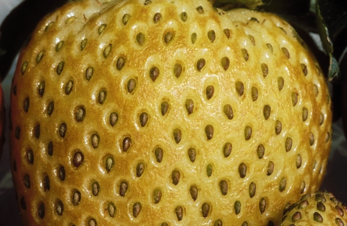 Close up of Type III bronzing, showing the discoloration and drying damage sustained by the surface of the strawberry fruit.