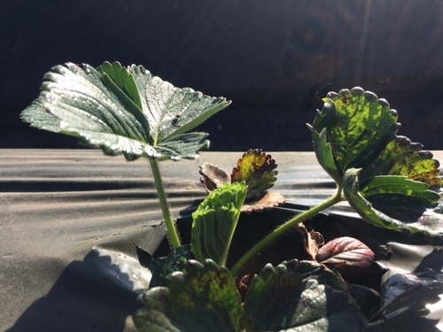 Note on the leaf on the right the stark, angular shaped infected areas backlit by the low angle sun of the morning.