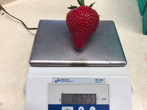 Photo 2: 109 grams for a strawberry that's really tolerant of rain.