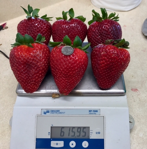 Photo 3: Six very large fruit - same cultivar as Photo 2 above - on the top loading balance.  Note the dime ($0.10) on the center one for a sense of scale.