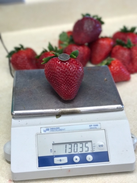 Photo 1: 130 g for a single strawberry fruit is massive - the sheer size of this monster dwarfs the ten cent piece on top.