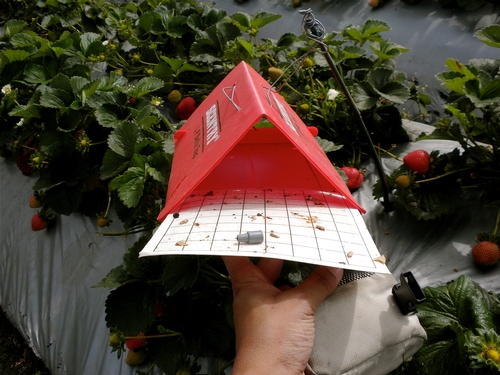 Delta trap placed in strawberry to monitor male light brown apple moth populations.
