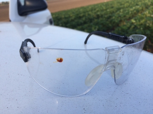 A visual reminder of why you should always, always wear safety glasses when mixing, loading and spraying chemicals.