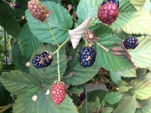 A Treatise on Botrytis Diseases of Strawberry and Caneberry - Strawberries  and Caneberries - ANR Blogs