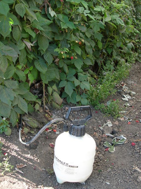 Hand pump sprayer apparatus used to inject insectide onto trial plot.