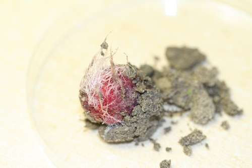 Fallen raspberry fruit with surrounding soil attached.  White growths are a fungus.