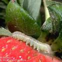 Armyworm on strawberry