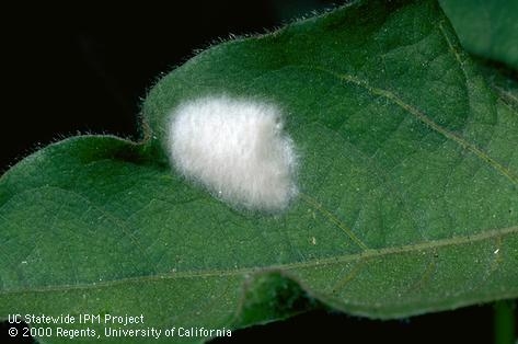Armyworm egg cluster.  Note that it occurs as a mass.