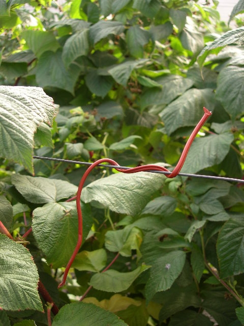 Pheromone based twist tie properly wound around trellis wire.