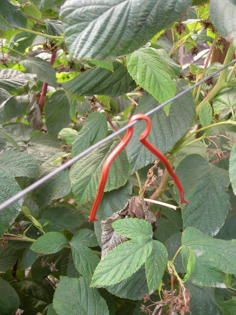 Pheromone based twist tie improperly wound around trellis wire, it will take very little to knock it off the wire.