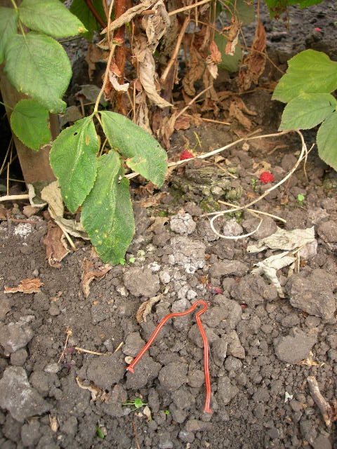 Fate of pheromone based twist tie improperly wound around trellis wire- it serves very little purpose here on the ground.