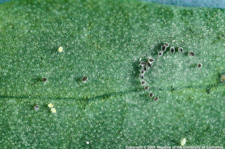 Greenhouse whitefly eggs.