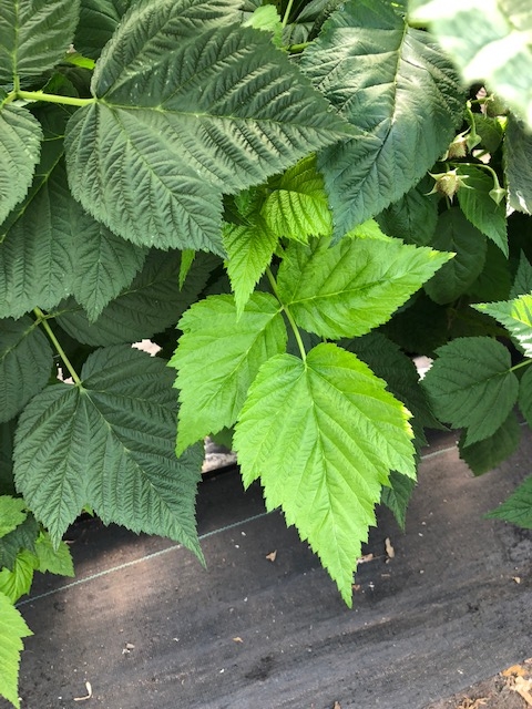 Note the contrast of these newer leaves to the midtier leaves around them.  Not an plant mobile nutrient, like NPK, so what could be the issue?