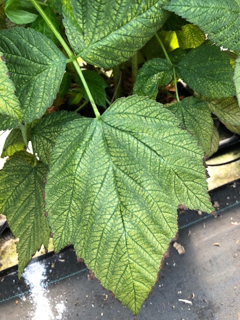 On the other hand, many of the very oldest leaves were showing these symptoms, which look a lot like heat or salt damage.
