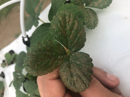 Brown, various shaped and sized spots on strawberry leaves. Note black spots towards the middle of many of them.