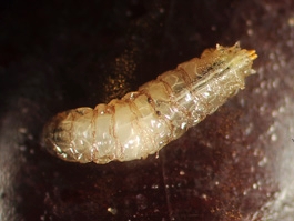 Spotted wing drosophila larva, note the lack of black head.  Length is from an 1/8 to 1/4 inch long.  Found around fruit, vinegar flies such as this would not generally not have much to do with a living plant.