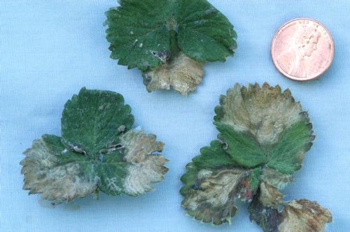 Leaf blotch is characterized by irregularly shaped, gray to brown leaf lesions.